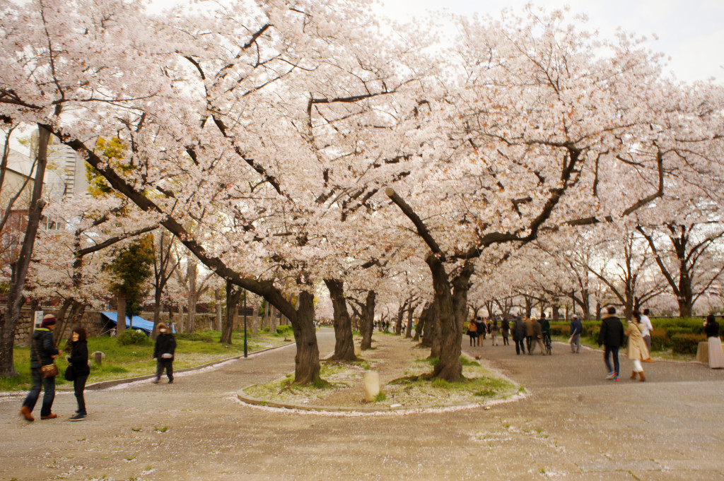 Cherry Blossom Festival Japan