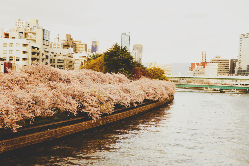 cherry blossom Osaka