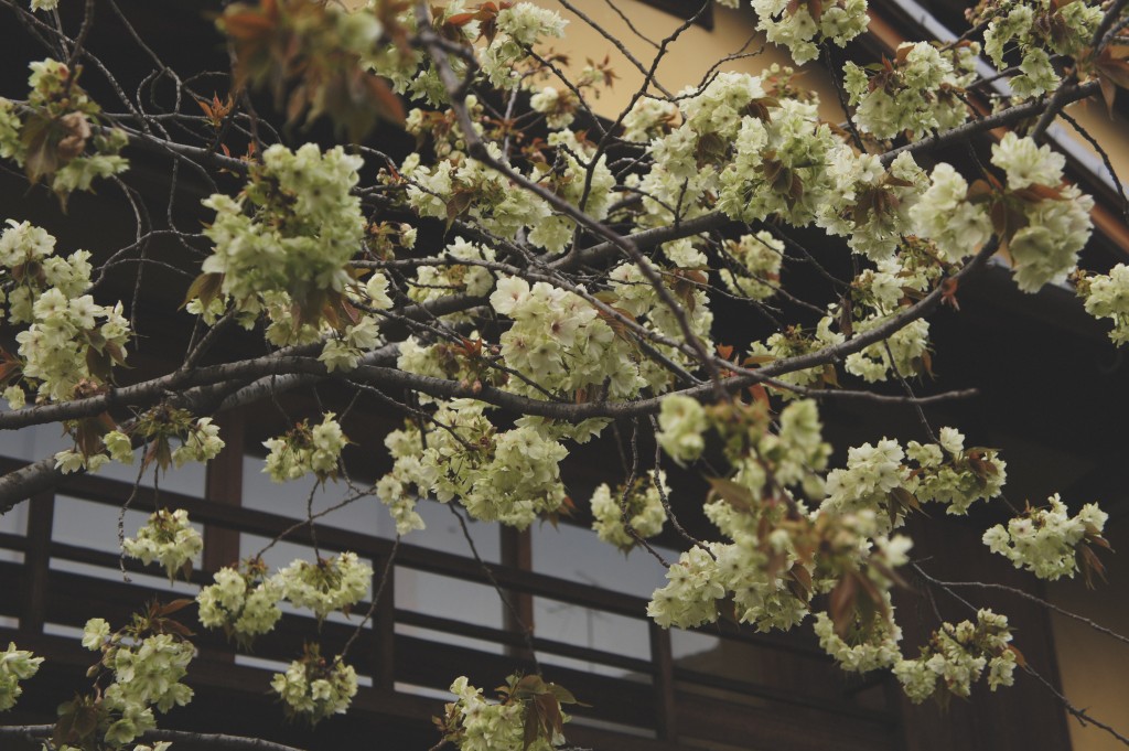 Kyoto Japan - Green Cherry Blossom